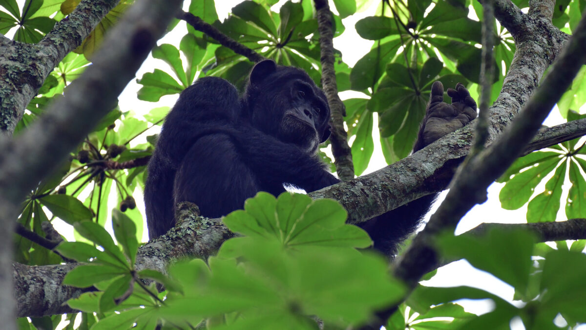 Kalinzu Forest Chimpanzee Trekking