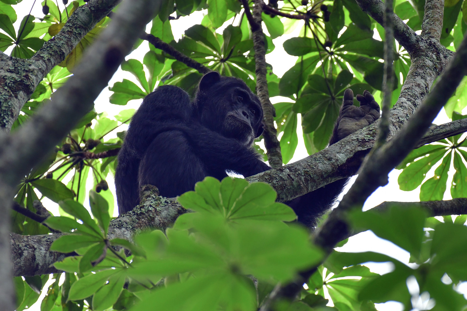 Kalinzu Forest Chimpanzee Trekking - How Much Does Chimpanzee Trekking in Kalinzu Forest Cost? - Comparing Budongo Chimpanzee Trekking Permits with Kalinzu
