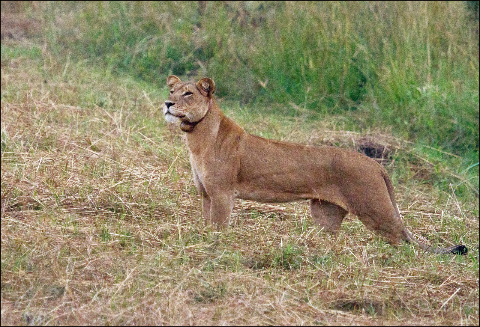 Lion Tracking Experience - Where best to see lions in Kenya