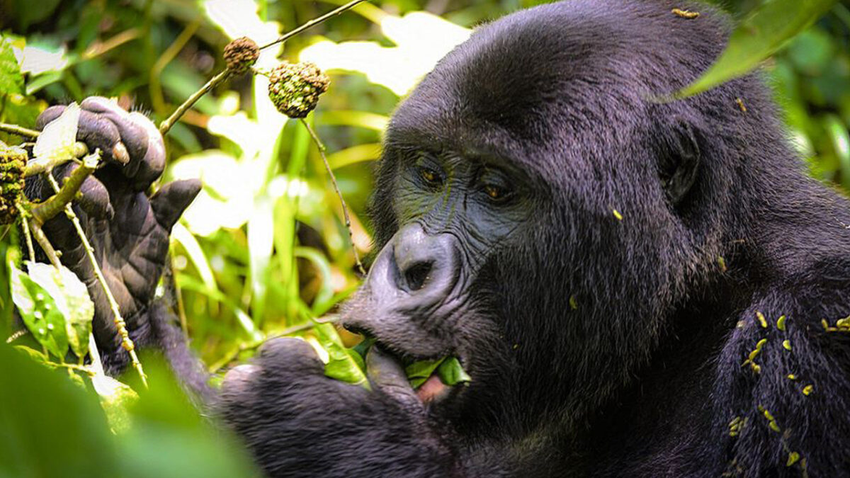 Low Cost Gorilla Tours and Wildlife Safaris