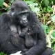 Low Season Gorilla Tracking Safaris