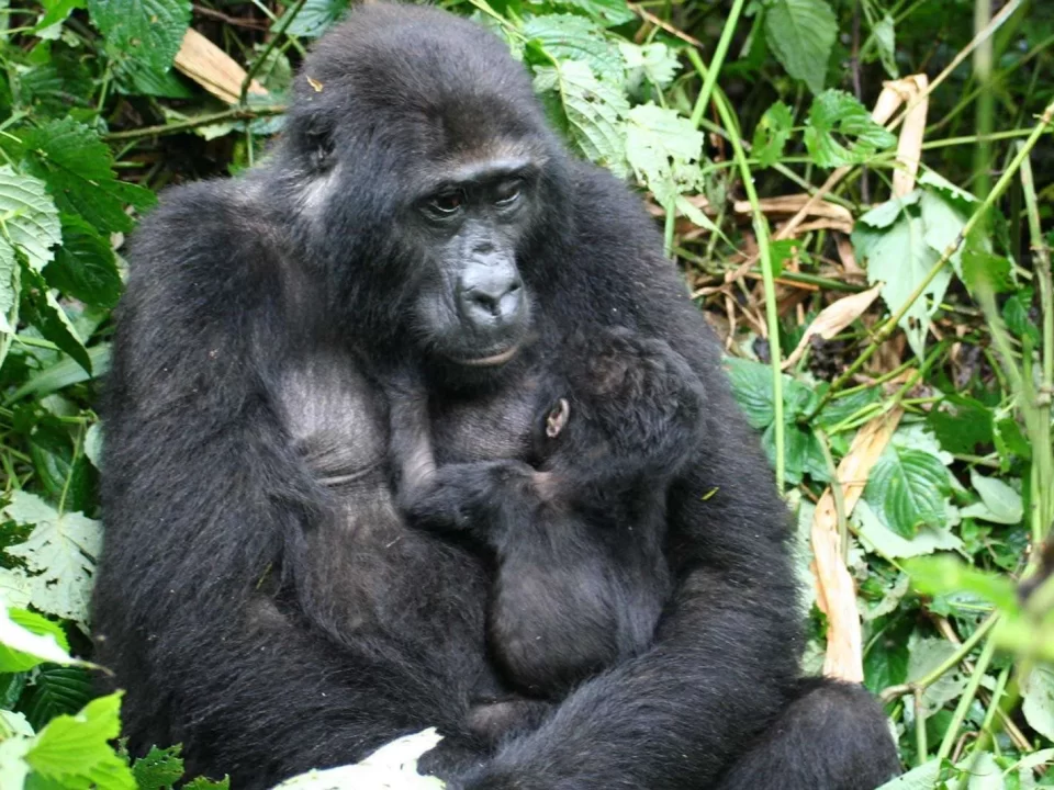 Low Season Gorilla Tracking Safaris