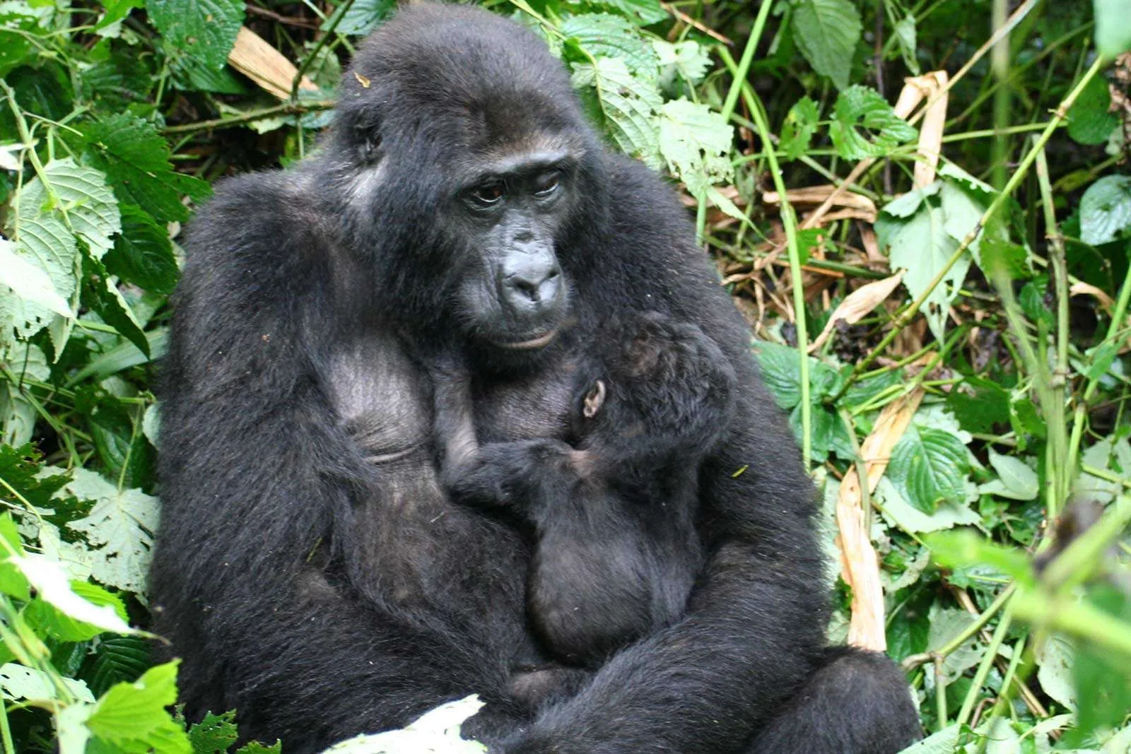 Low Season Gorilla Tracking Safaris - Gorilla Permit Cancellations and Refunds in Uganda and Rwanda
