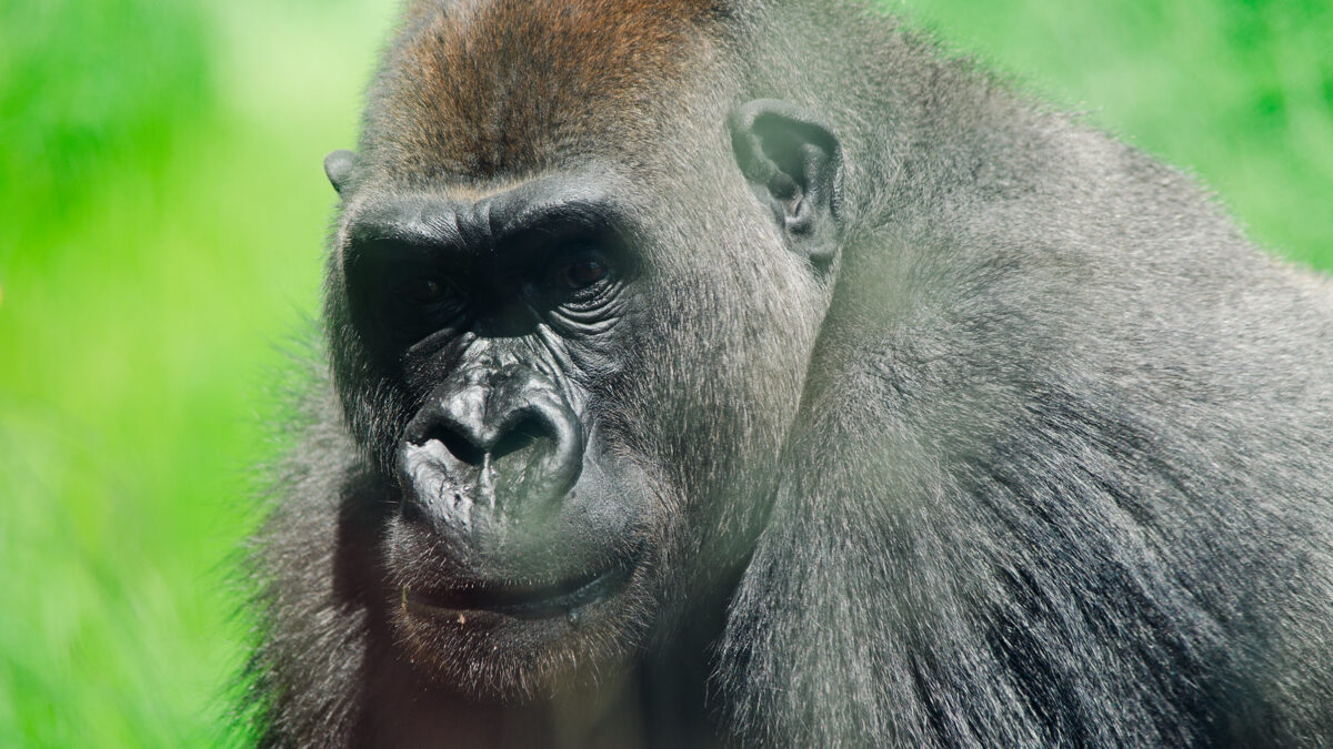 Luxury Private Gorilla Safaris