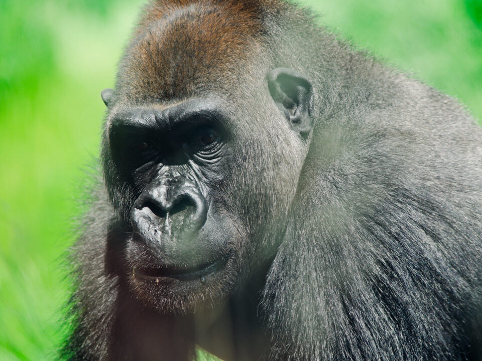 Luxury Private Gorilla Safaris