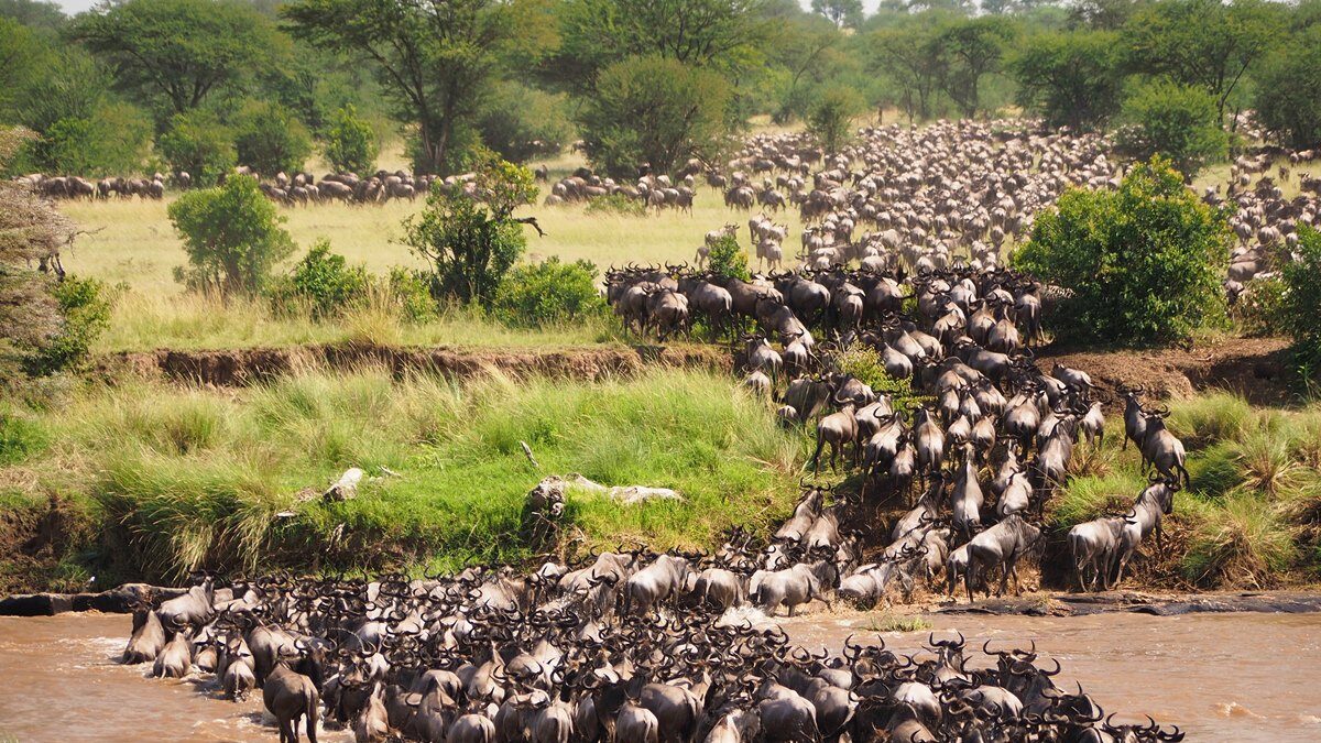 Masai Mara Wildebeest Migration Safari