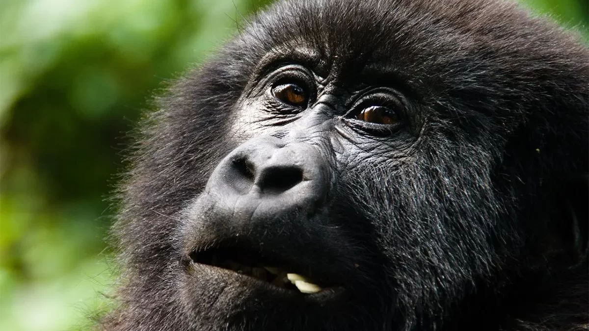 Mountain Gorilla Filming Permits in Uganda