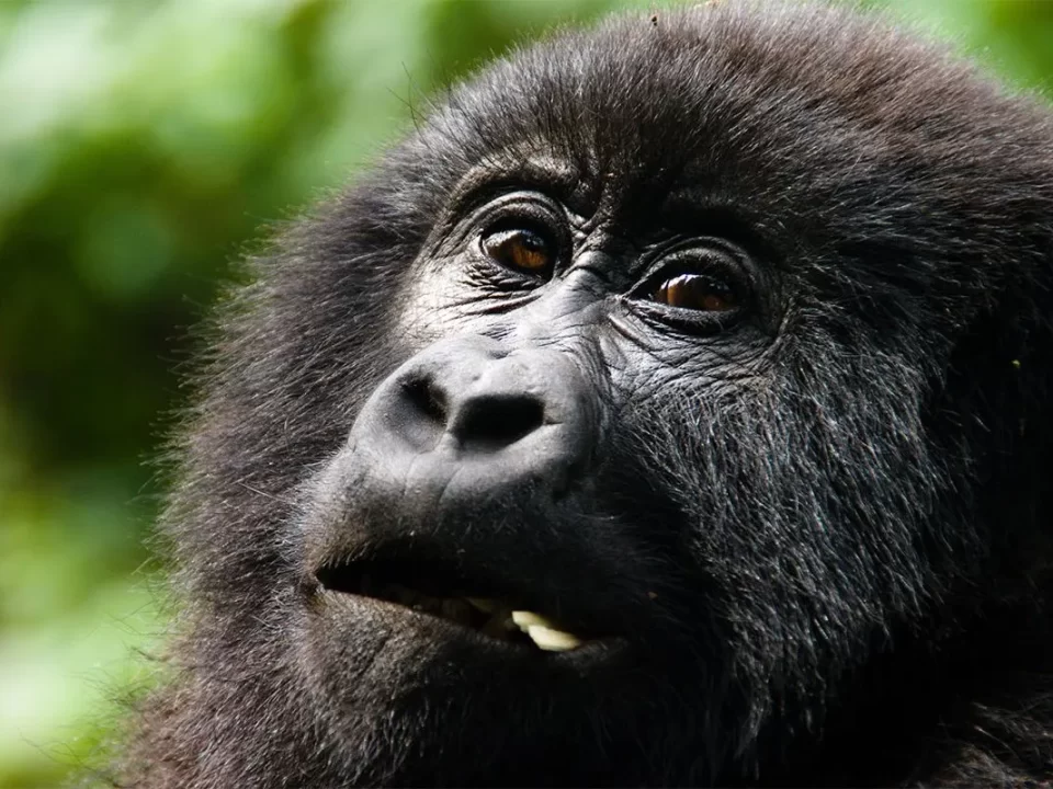 Mountain Gorilla Filming Permits in Uganda