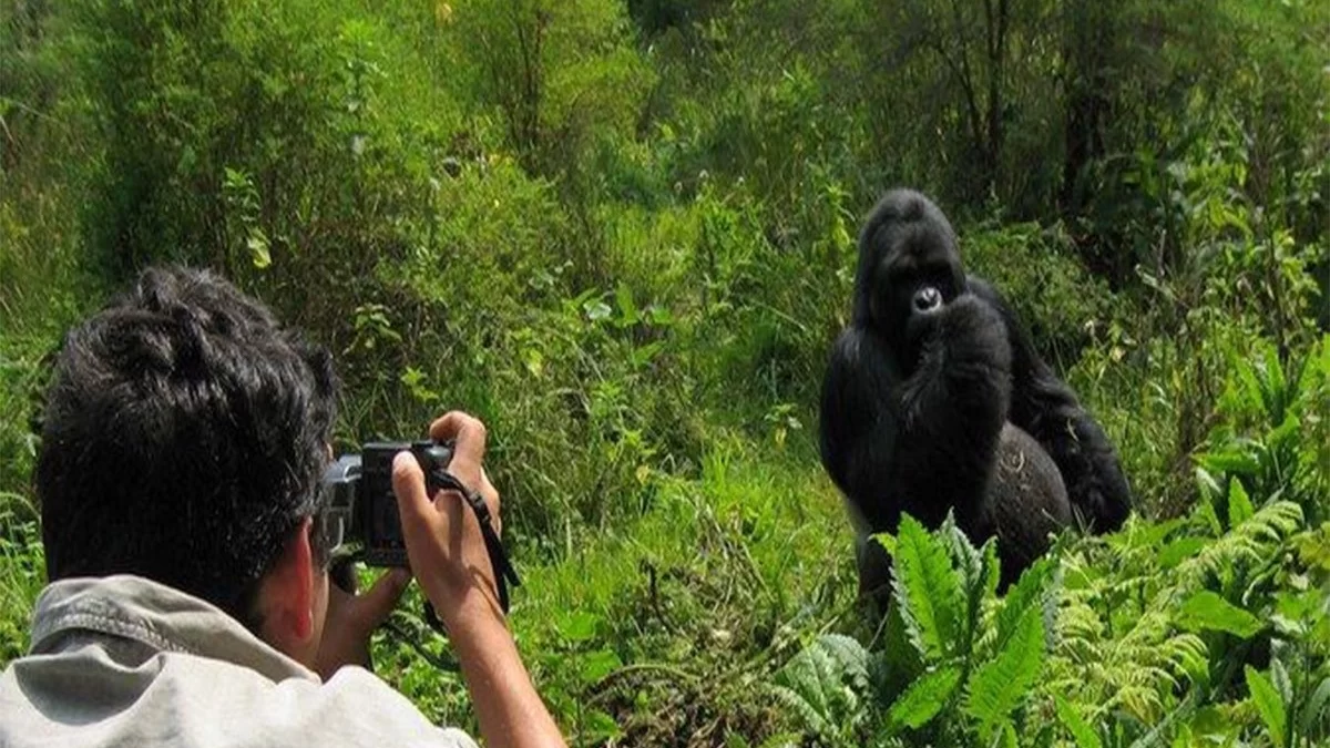 Mountain Gorilla Tours Rwanda