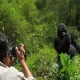 Mountain Gorilla Tours Rwanda