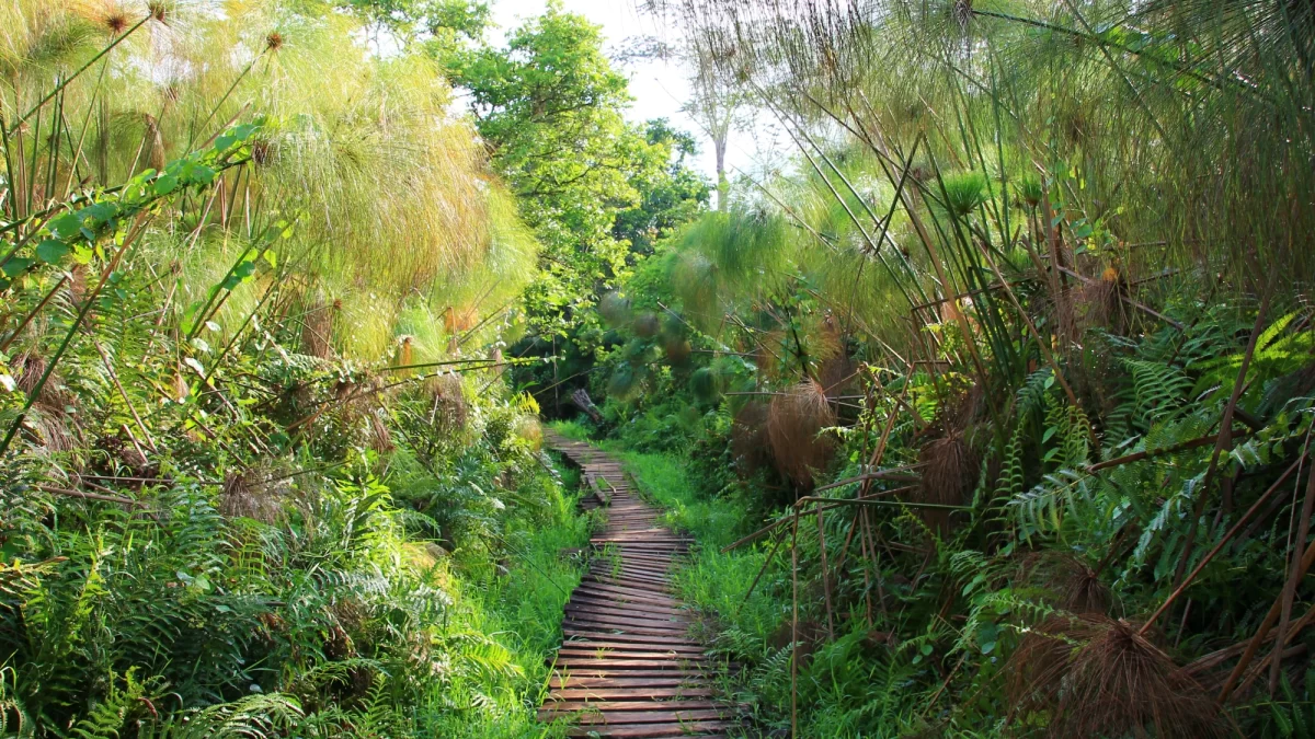 Nature Walks in Bigodi Wetland Sanctuary