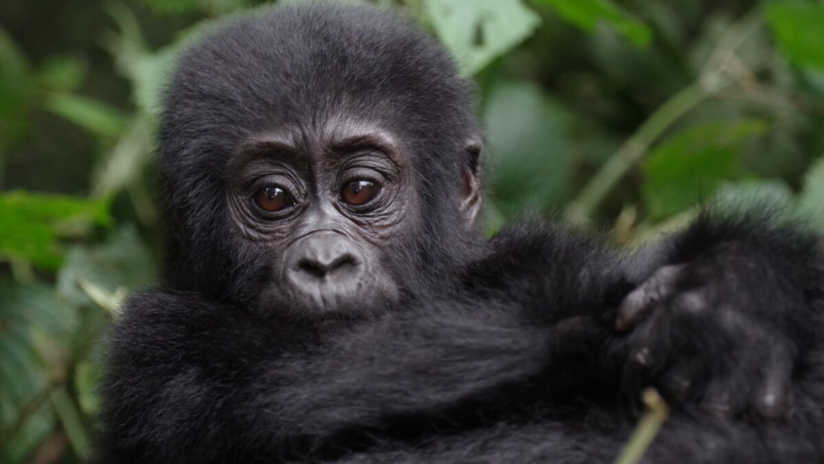 Nkuringo Bwindi Gorilla Tracking Safaris from Kigali-Rwanda