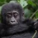 Nkuringo Bwindi Gorilla Tracking Safaris from Kigali-Rwanda