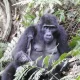 Nkuringo Region Gorilla Permits and Gorilla Families