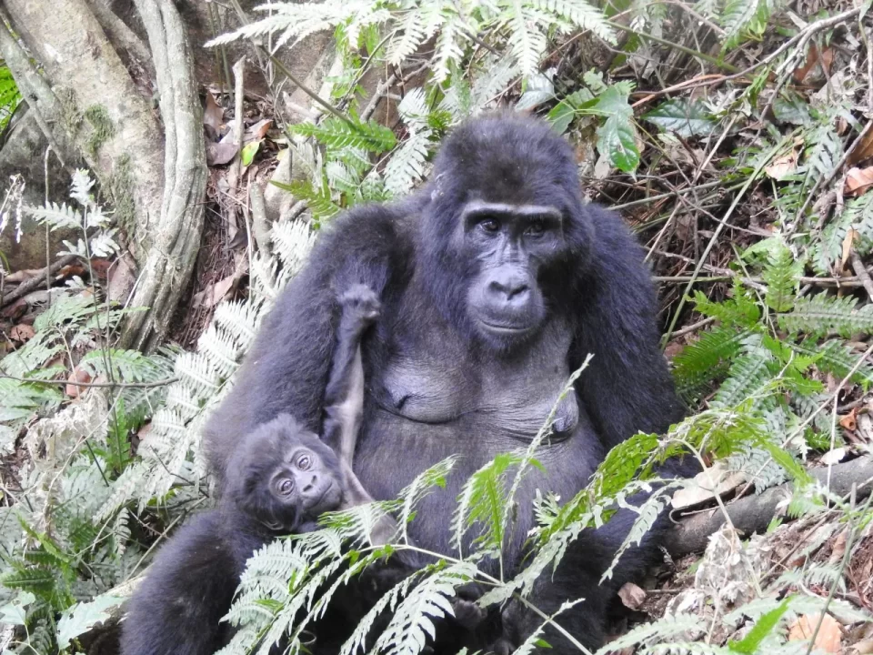 Nkuringo Region Gorilla Permits and Gorilla Families