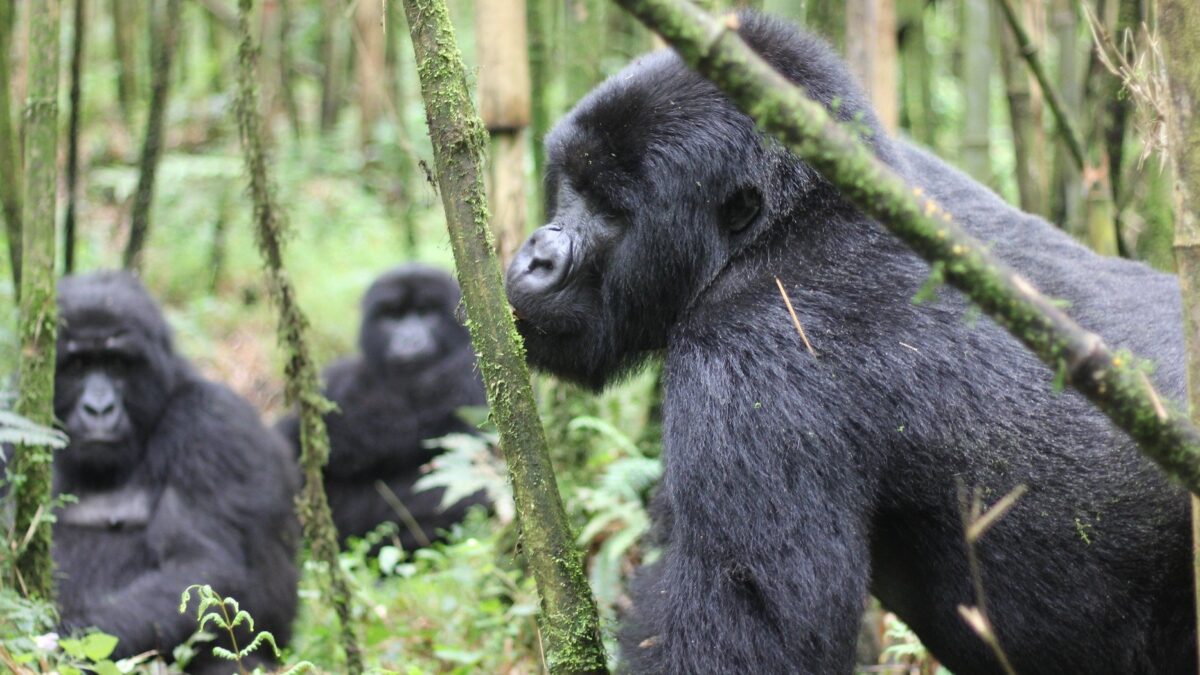 Nyakagezi Gorilla Family