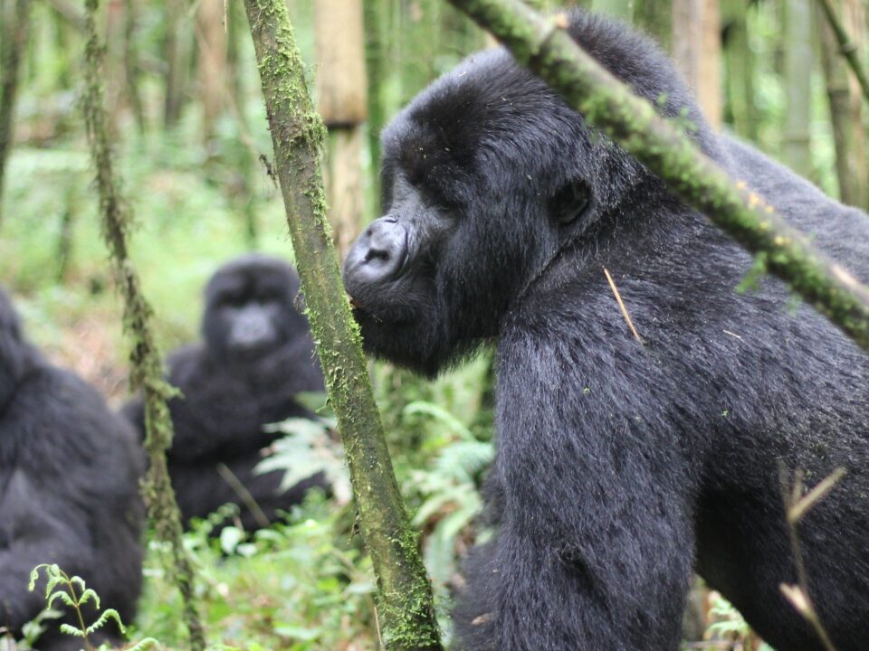 Nyakagezi Gorilla Family