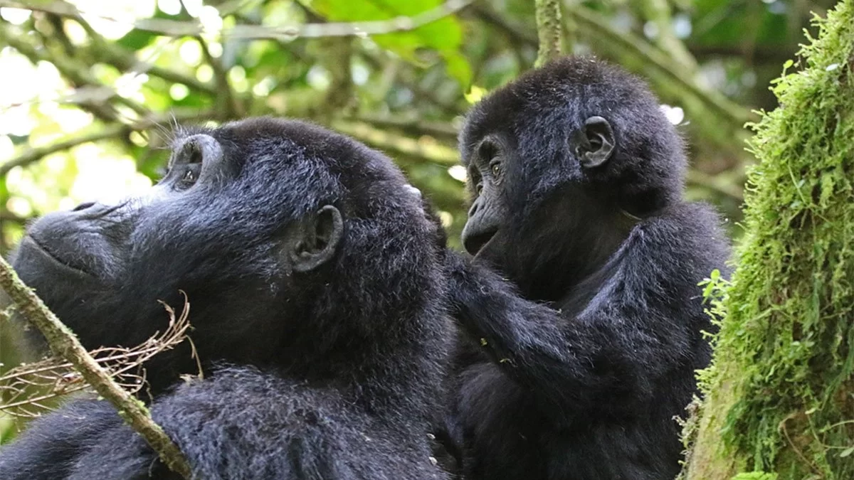 Organizing Gorilla Tracking Safari in Uganda