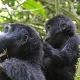 Organizing Gorilla Tracking Safari in Uganda