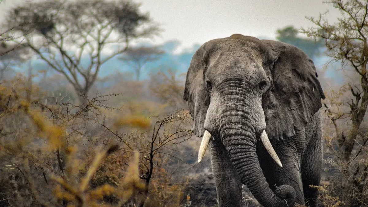 Organizing a Big Five Safari in Uganda