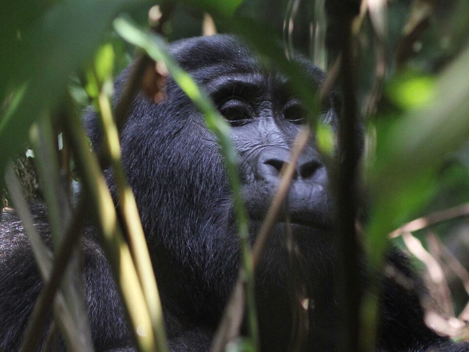 Private Guided African Gorilla Safaris - What to know before booking a Uganda fly-in Safari to Bwindi