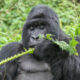 Reasons why trek mountain gorillas in Rwanda