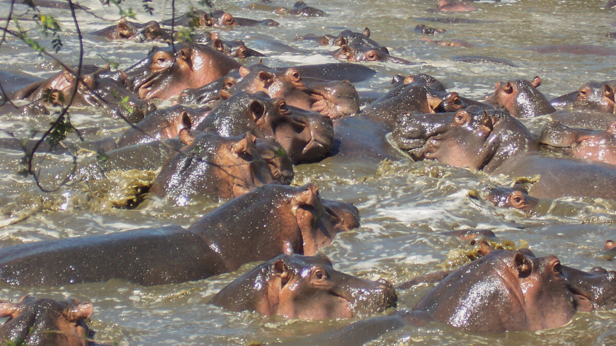 Retina Hippo Pool Central Serengeti Tanzania