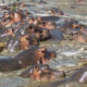 Retina Hippo Pool Central Serengeti Tanzania
