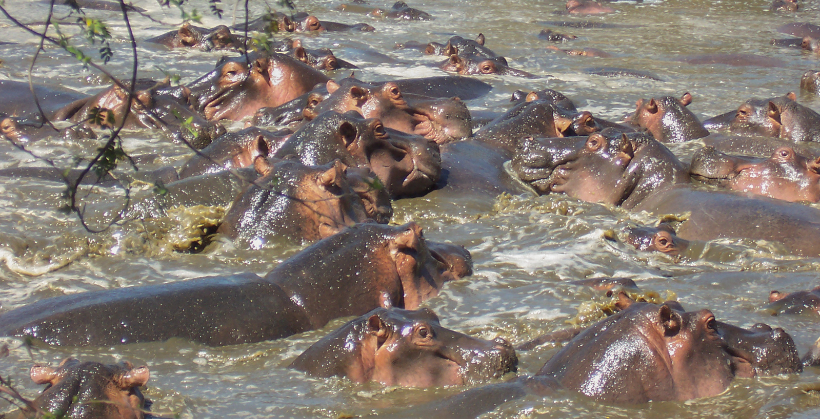 Retina Hippo Pool Central Serengeti Tanzania