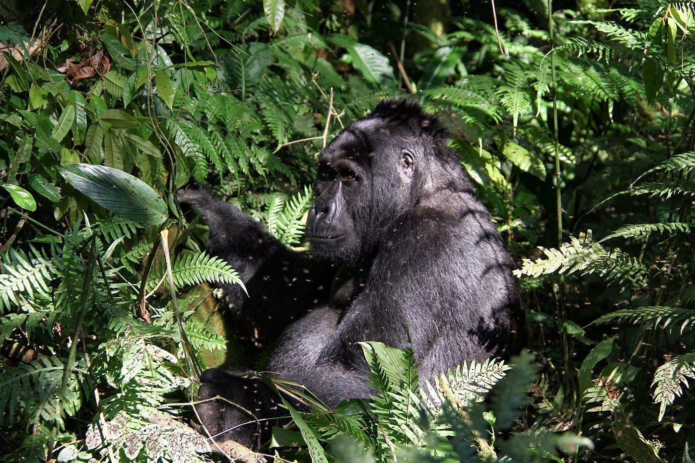 Ruhija Region of Bwindi Impenetrable National Park - Difference Between Mountain Gorilla and Lowland Gorilla Trekking