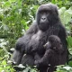 Rwanda Development Board Gorilla Permits