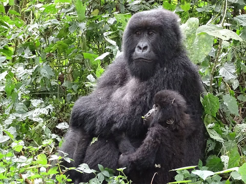 Rwanda Development Board Gorilla Permits