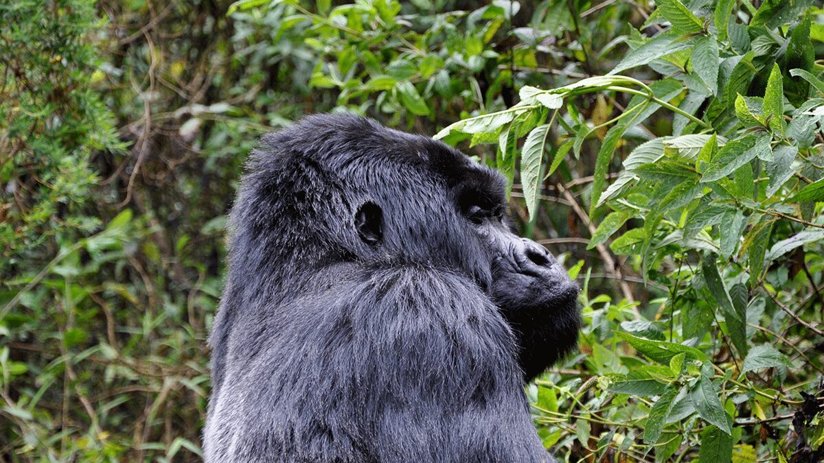 Rwanda Dian Fossey & Gorilla Tracking Safari