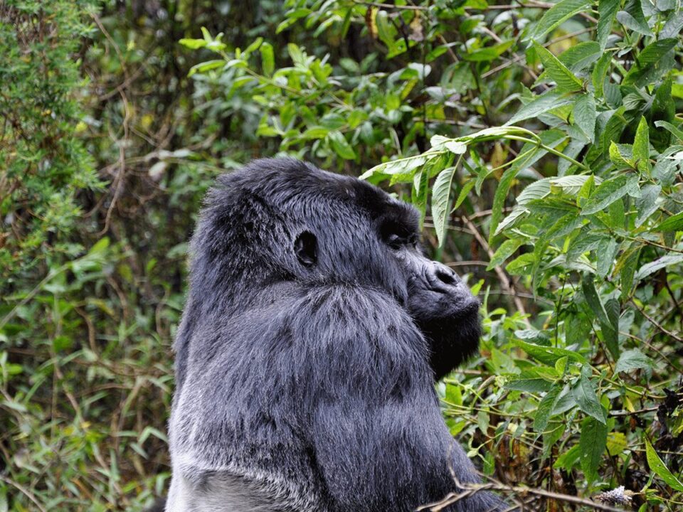 Rwanda Dian Fossey & Gorilla Tracking Safari