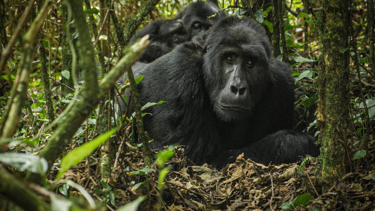 Rwanda Gorilla Adventures & Safaris