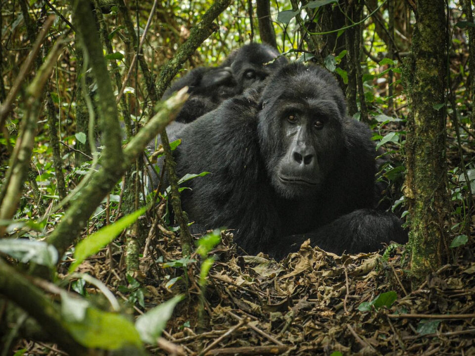 Rwanda Gorilla Adventures & Safaris
