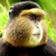 Rwanda golden monkey permits