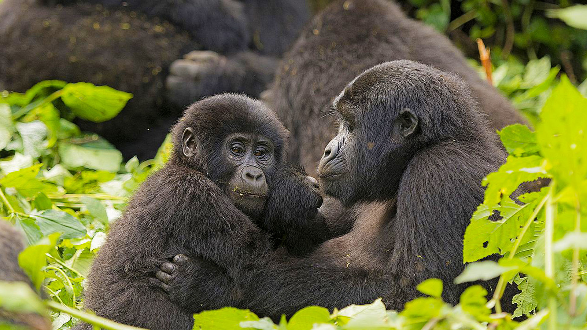 Tips for Planning your Trip to Bwindi Impenetrable National Park - Is the Gorilla Habituation Experience in Rushaga Worth the Cost?