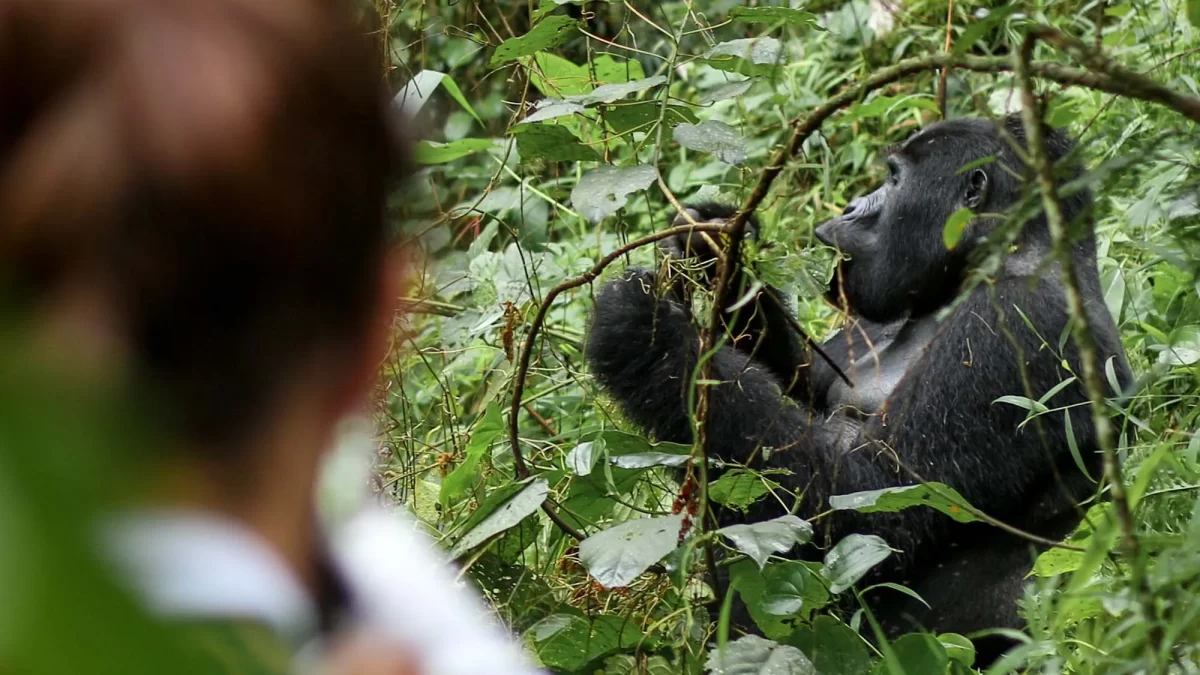 Top places to see African Mountain Gorillas in the wild