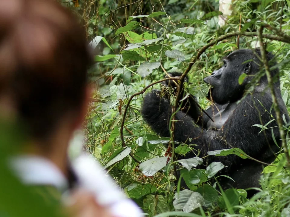 Top places to see African Mountain Gorillas in the wild