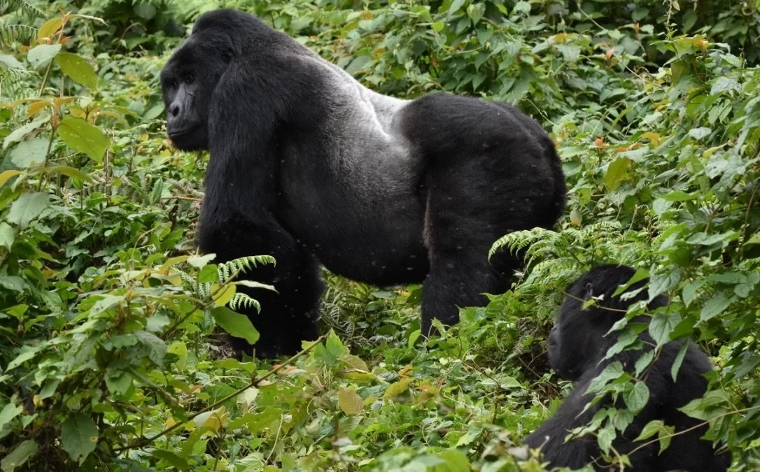 Travel Advice for Gorilla Tracking in Uganda
