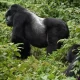 Travel Advice for Gorilla Tracking in Uganda