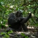 Uganda Gorilla & Chimpanzee Tracking from Kigali