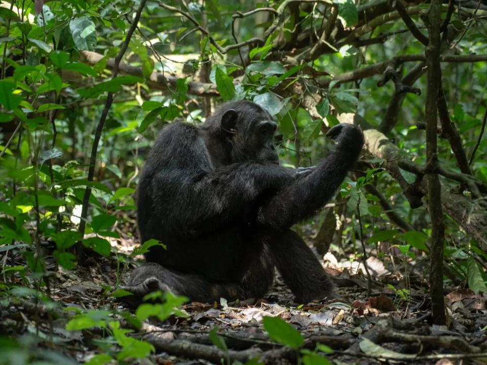 Uganda Gorilla & Chimpanzee Tracking from Kigali