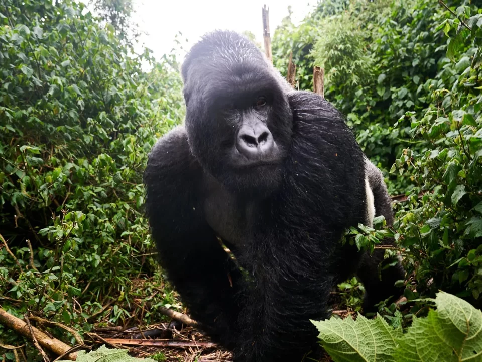 Uganda Gorilla Permits Cheaper than Rwanda Permits