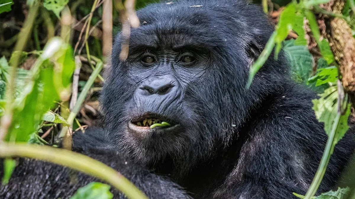 Uganda Gorilla Safari Short Break