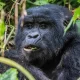 Uganda Gorilla Safari Short Break