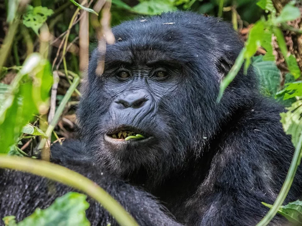 Uganda Gorilla Safari Short Break