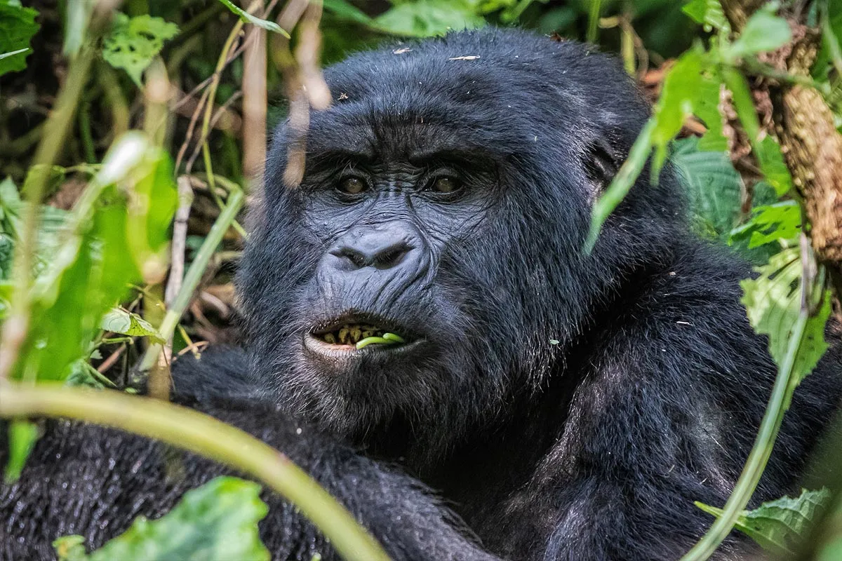 Uganda Gorilla Safari Short Break - How to Check Gorilla Permit Availability in Uganda