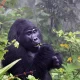 Mountain gorilla trekking in dry season